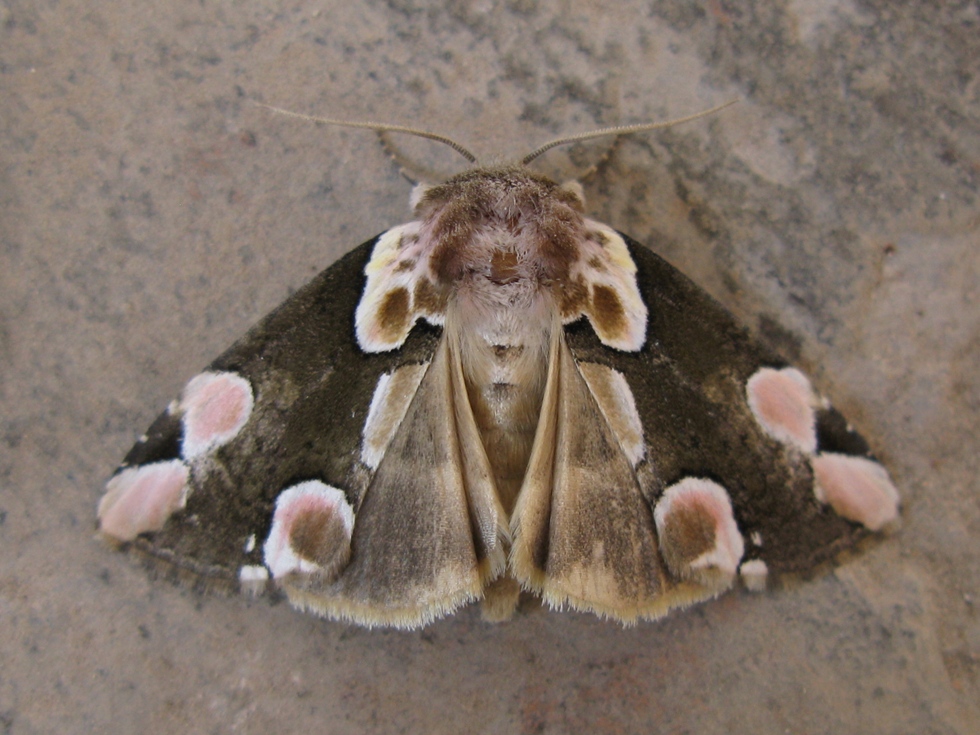 Thyatira batis???
